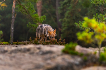 Close up portrait of a grey wolf (Canis Lupus) also known as Timber wolf displaying an agressive facial dominant expression in the Canadian forest during the summer months