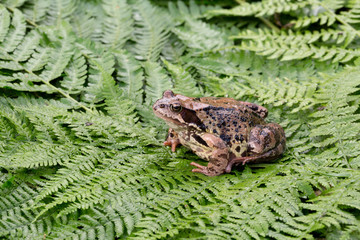 Frog on fern
