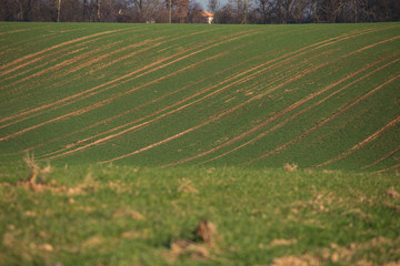 green field landscape
