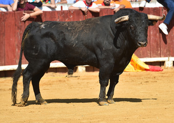 toro en españa