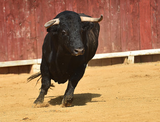 toro en españa