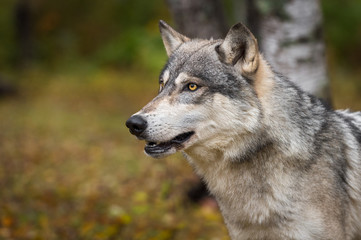 Naklejka na ściany i meble Grey Wolf (Canis lupus) Looks Up and Left in Autumn Wood
