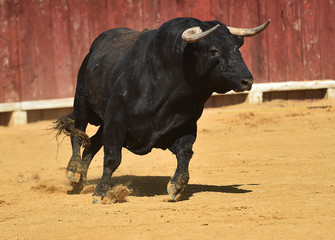 toro español