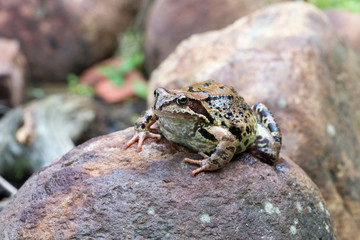 a frog sitting on a stone