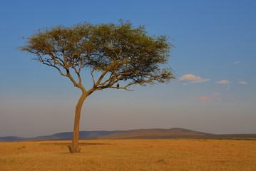 Fototapeta na wymiar Lone Tree In the Masai Mara