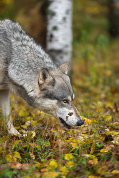 Grey Wolf (Canis lupus) Nose to Ground in Autumn
