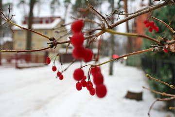 red berries in snow