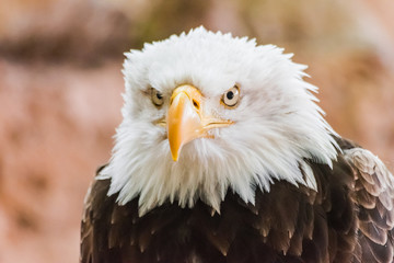 bald eagle  head portrait (Haliaeetus leucocephalus)