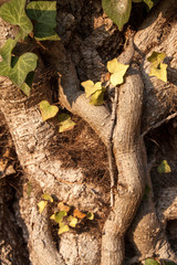 Detail vom Stamm eines Baumes, verwachsen, umschlungen von Lianen