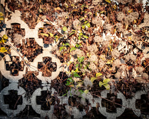 Verwachsene Mauer vor verwunschenem Garten