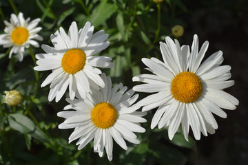 Fototapeta premium Max chrysanthemum