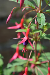 Obraz premium Hardy Fuchsia