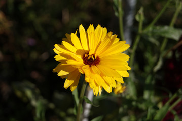 fleur jaune
