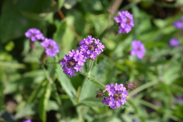Slender vervain