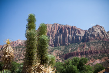 Fototapeta na wymiar cactus and red rock cliffs