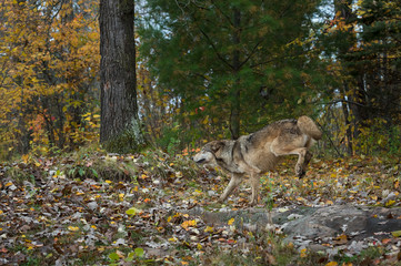 Grey Wolf (Canis lupus) Runs Left Back Legs Up