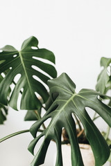 Tropical plant monstera in flowerpot on white background. Minimal floral concept. © Floral Deco