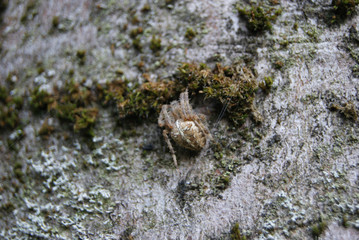 araignée du rocher