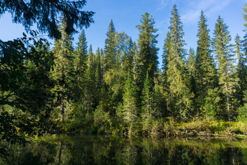 Trees over still water