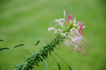 Pink Blumen mit grün hintergrund