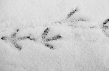 Four pigeon footprints sunk into the snow