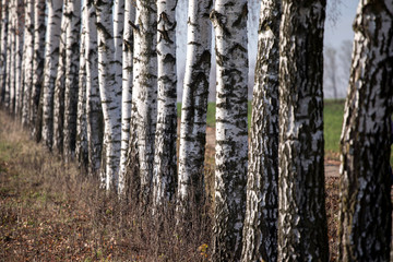 trunks of birch trees
