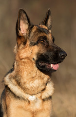 Shepherd dog portrait outdoors