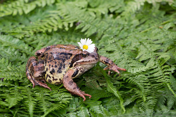 Frog with a flower on the head