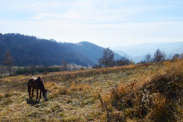 a horse on a meadow in a mountain
