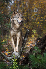 Grey Wolf (Canis lupus) Stands On Root Bundle in Autumn