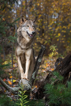 Grey Wolf (Canis lupus) Stands On Root Bundle in Autumn