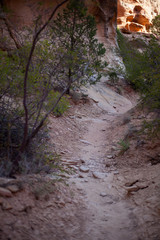 Desert Trail