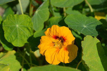 Garden nasturtium