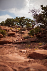 Obraz premium Desert Trail