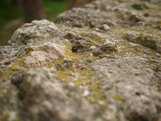 moss on stone