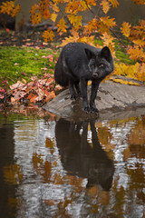 Silver Fox (Vulpes vulpes) Stands on Rock Looking Left Reflected