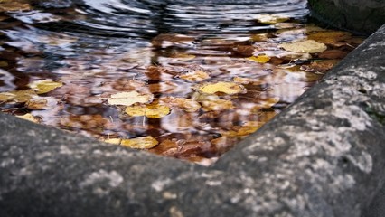 Leaves On a Water Fountain