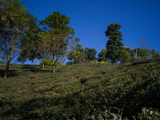 Fototapeta premium Scenic view of tea garden, Kambal Tea Garden, Rangli Rangliot, Darjeeling, West Bengal, India
