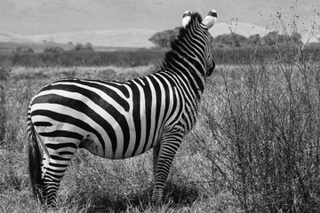 Fototapeta na wymiar Zebra surveying the Serengeti