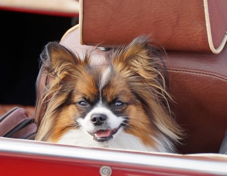 Ein Chihuahua auf dem R&uuml;cksitz eines Autos