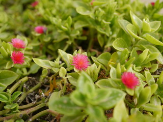 red flowers in the garden
