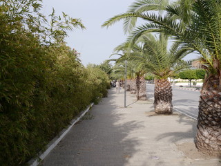  alley of palm trees