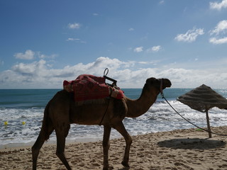  Camel
