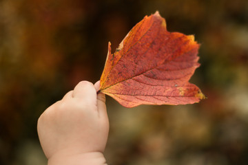  child holding autumn leaf