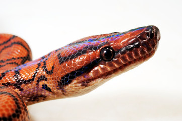 Fototapeta premium Regenbogenboa (Epicrates cenchria) - Rainbow boa