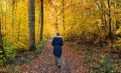 Fototapeta premium Young women walking alone in a colorful autumn forest.