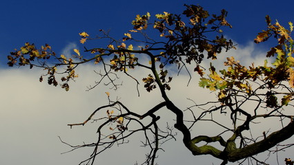 Jesienna gałąź dębu na tle błękitnego nieba z białym obłokiem chmury