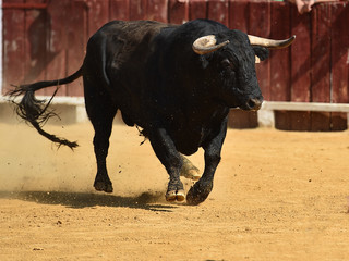 toro español