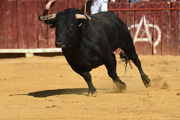 toro en españa