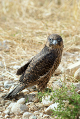 Eagle